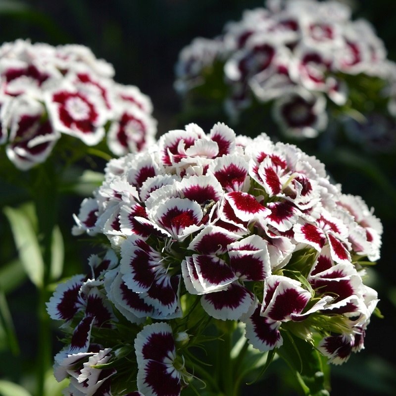 Гвоздика бородатая Dianthus barbatus